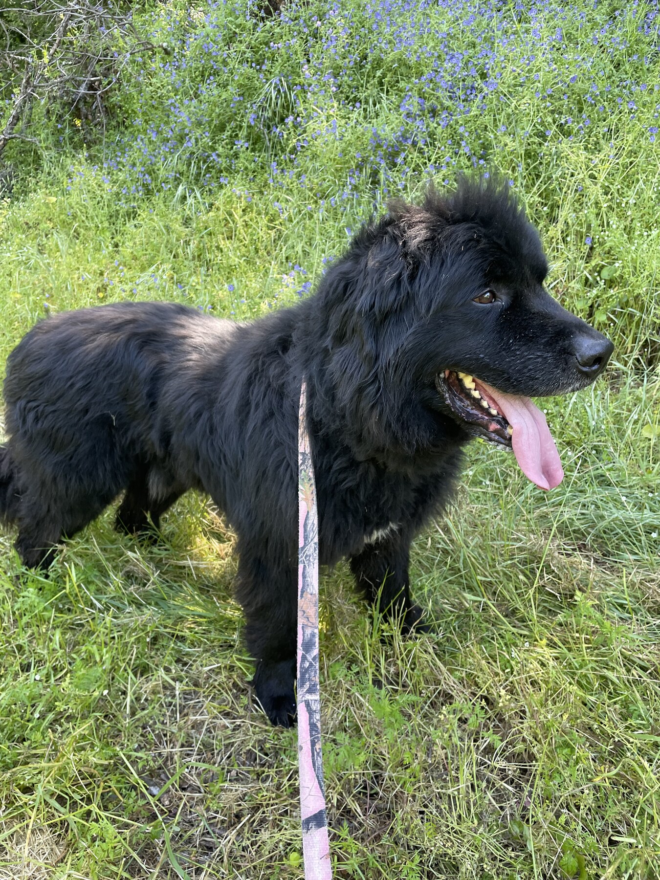 A fluffy black FOAC dog outdoors